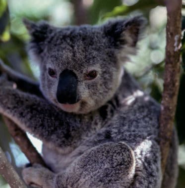 koala lumbar support_ergonomic assessment